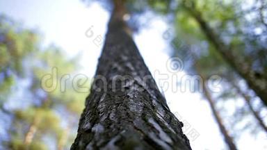松树树干，松树树皮，木头